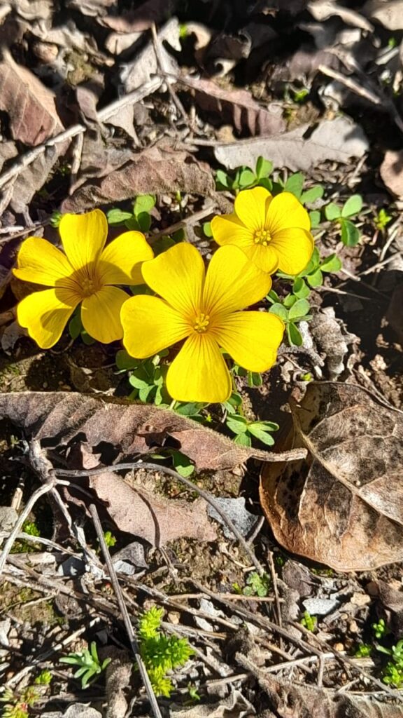 Flor de mayo (Oxalis perdicaria). Créditos: ©Liliana Iturriaga