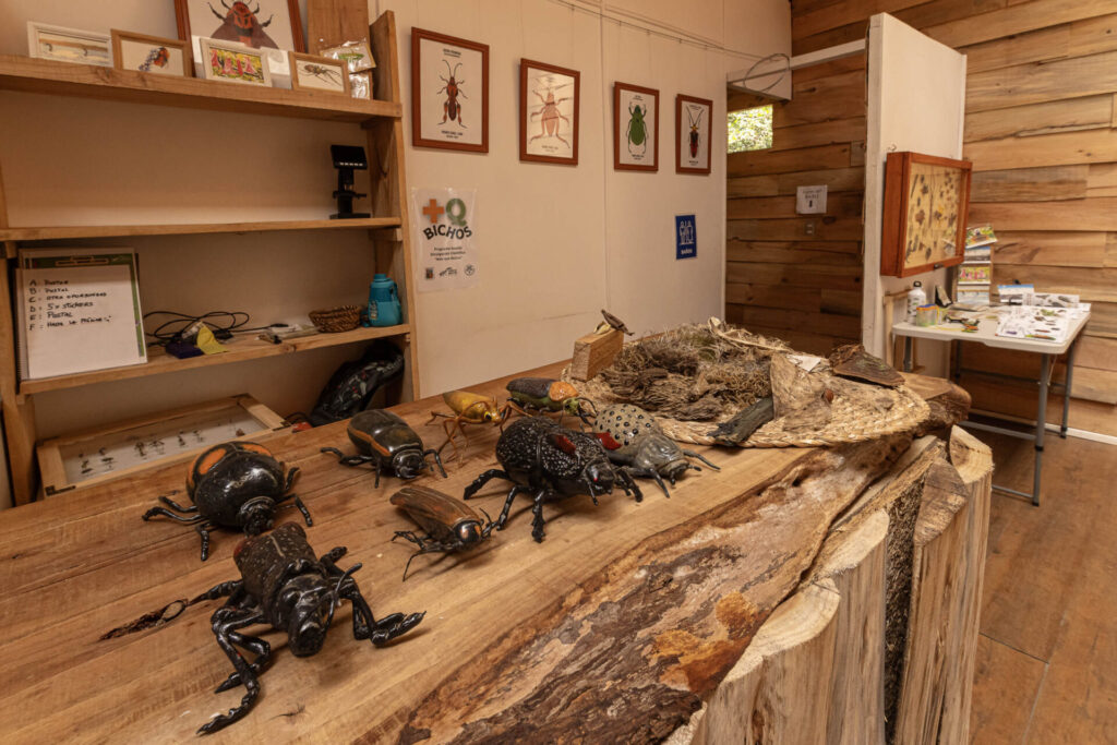 Parque de insectos.