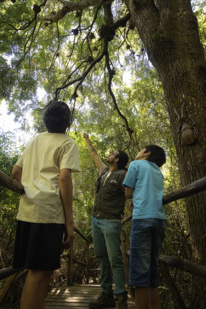 Parque de insectos.