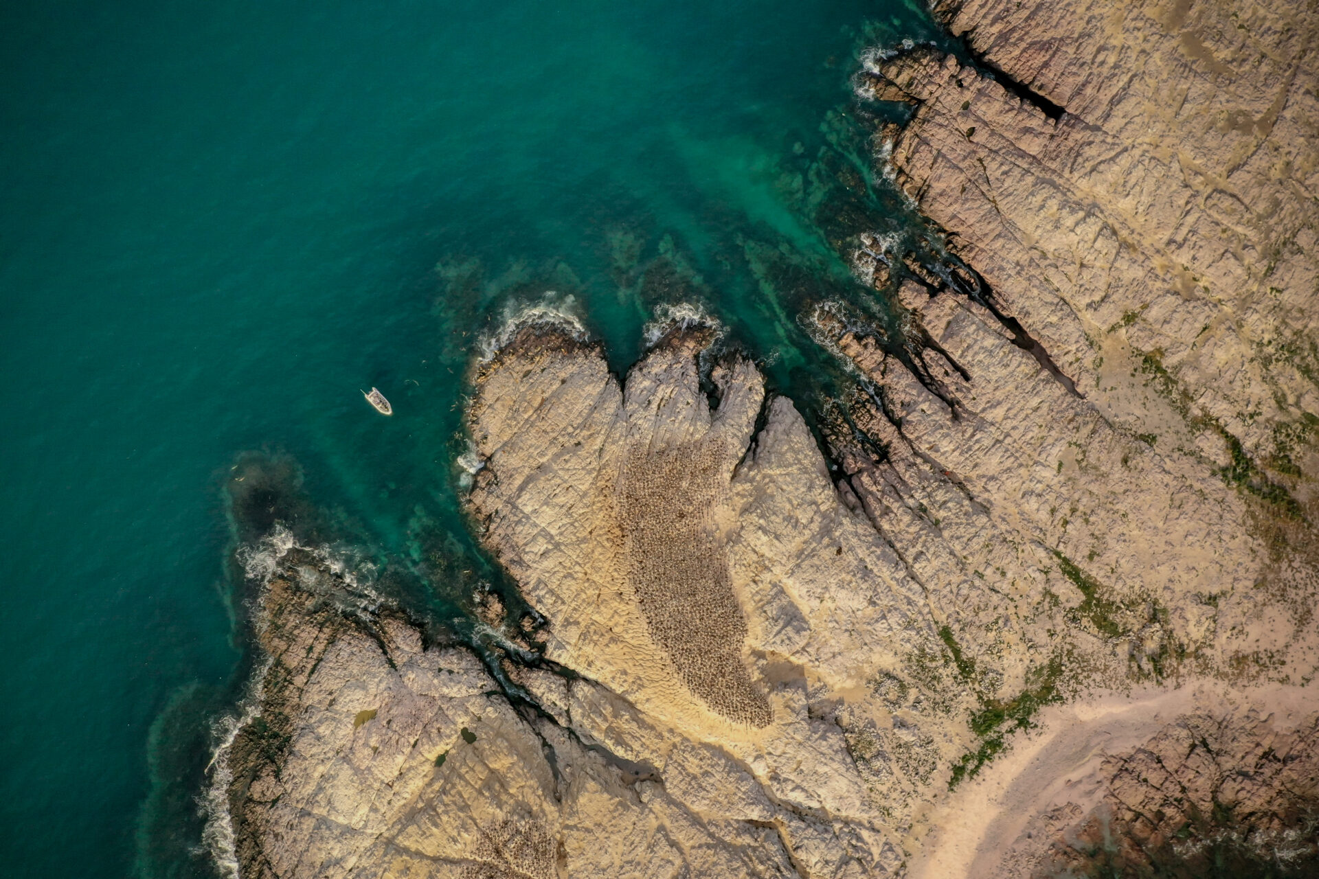 Un hito para Argentina: Crean Parque Provincial Patagonia Azul en Chubut, la primera área protegida costero-marina de la provincia