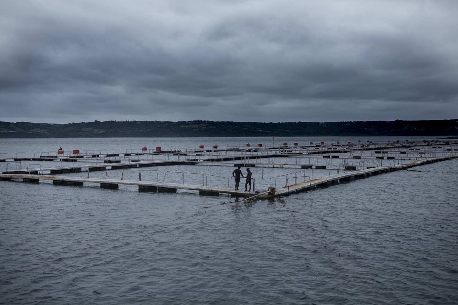 Tras 30 años de monitoreo: Exponen principales conclusiones sobre industria salmonera en la Región de Aysén
