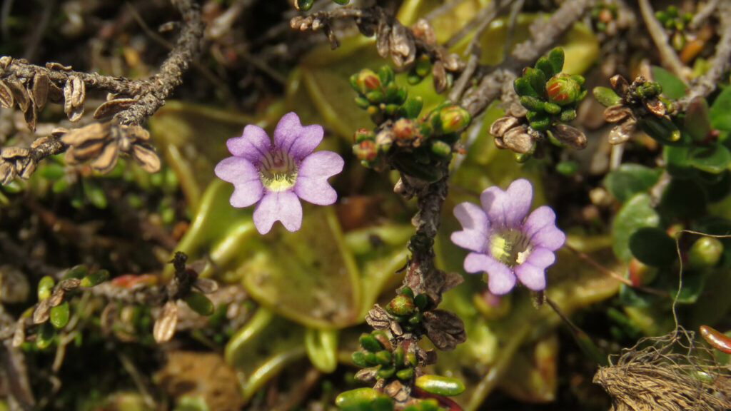 Pinguicula australandina. Créditos: ©Ariadna Tripaldi