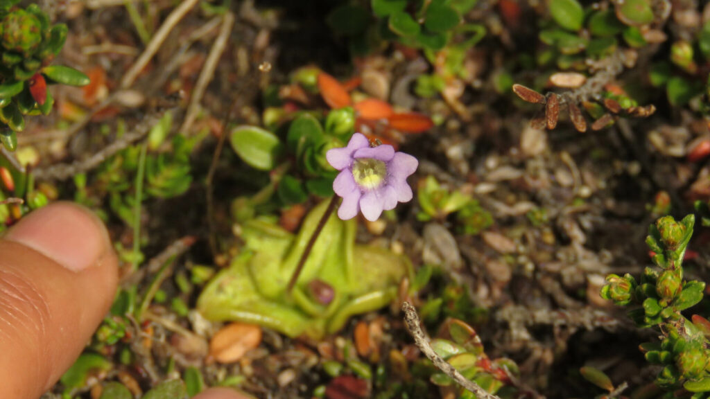 Pinguicula australandina. Créditos: ©Ariadna Tripaldi