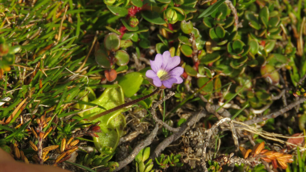 Pinguicula australandina. Créditos: ©Ariadna Tripaldi