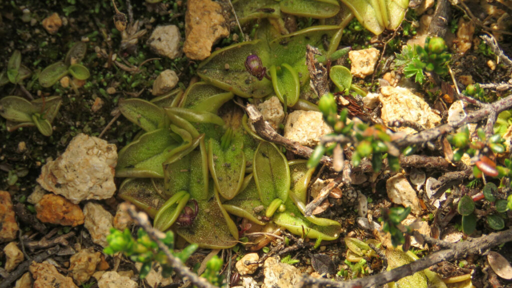 Pinguicula australandina. Créditos: ©Ariadna Tripaldi