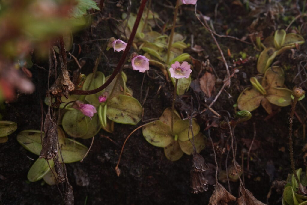 Pinguicula australandina. Créditos: ©Paulo Muñoz