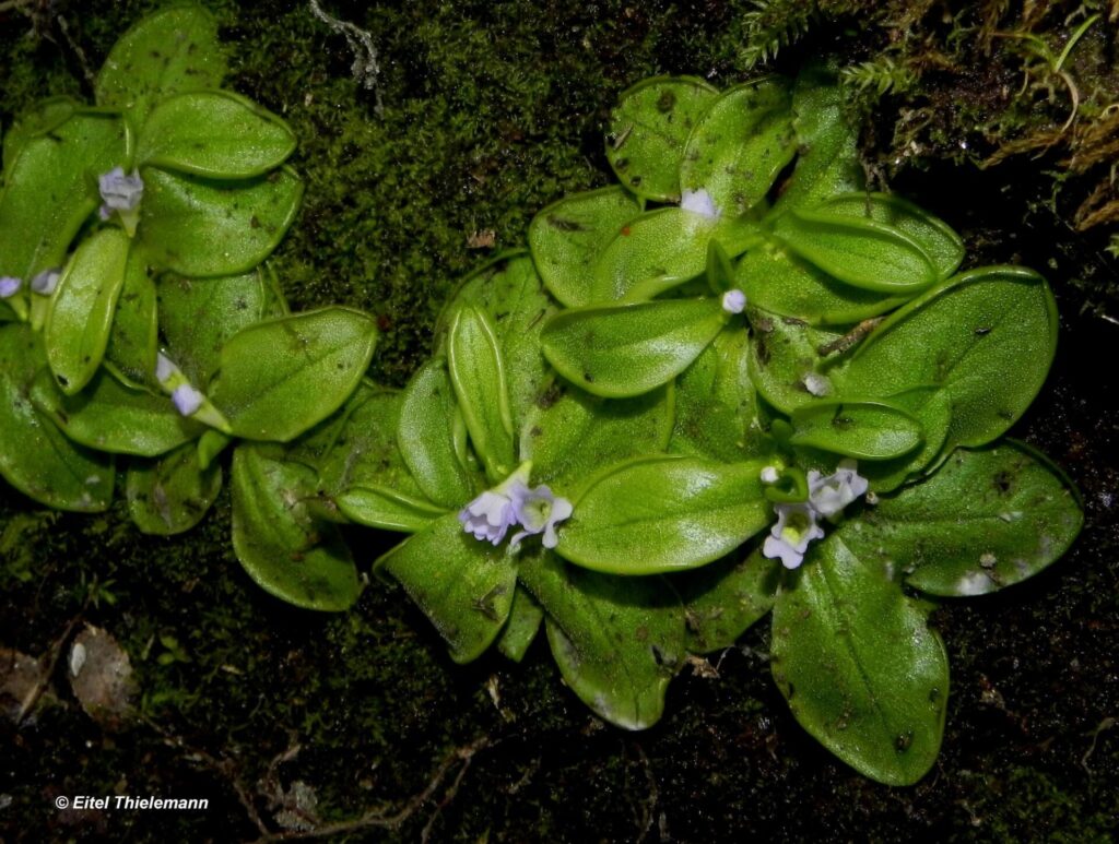 Pingüicula nahuelbutensis Créditos: ©Eitel Thielemann