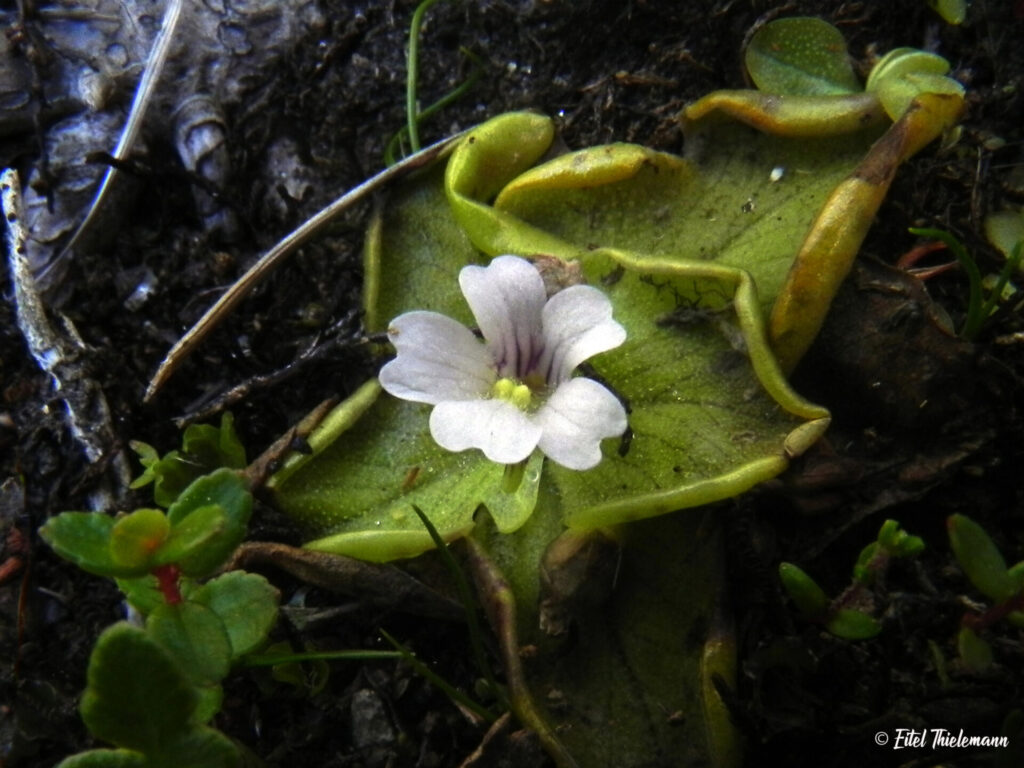 Pingüicula nahuelbutensis Créditos: ©Eitel Thielemann
