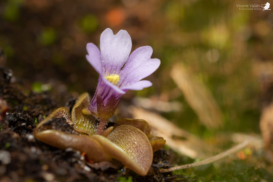 Pingüicula nahuelbutensis Créditos: ©Vicente Valdés Guzmán @biodiversidad_chilena