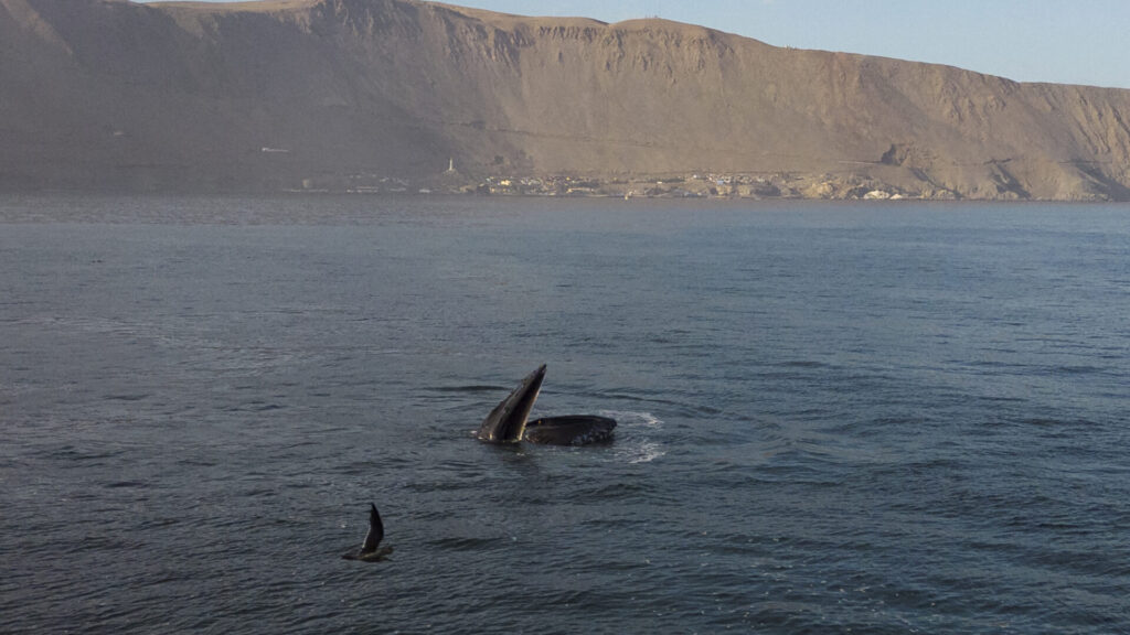 Ballena jorobada. Créditos: Marcos Tobar.