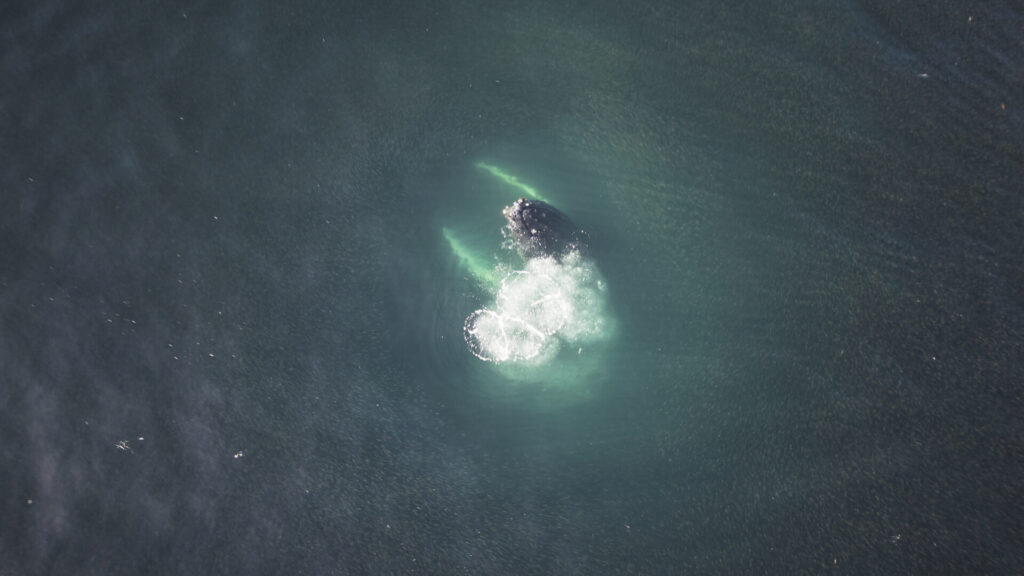 Ballena jorobada. Créditos: Marcos Tobar.