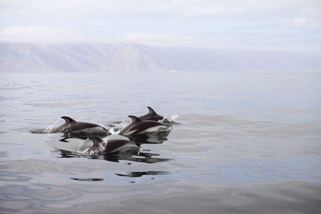 Delfines. Créditos: Marcos Tobar.