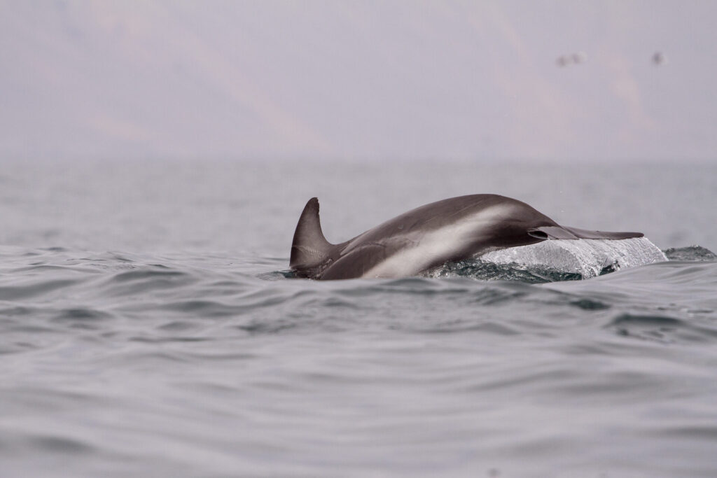 Delfines. Créditos: Marcos Tobar.