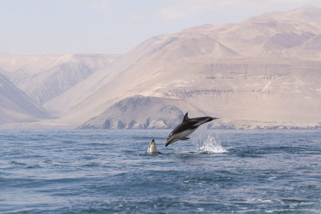 Delfines. Créditos: Marcos Tobar.