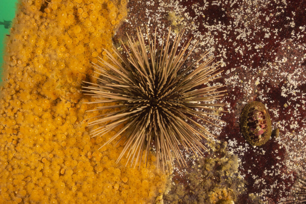 Mar de Pisagua. Créditos: Marcos Tobar.