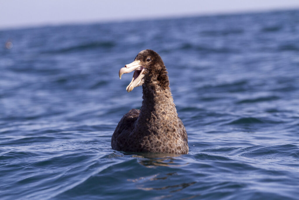 Petrel. Créditos: Marcos Tobar.