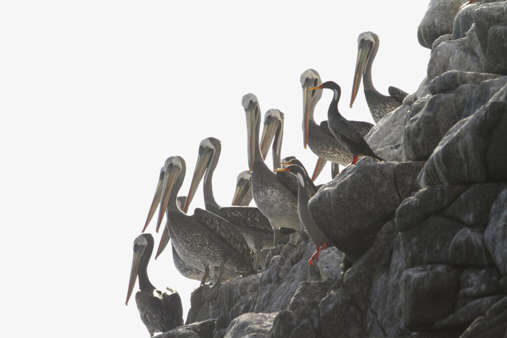 Pelicanos. Créditos: Marcos Tobar.