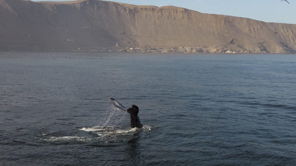 Ballena jorobada. Créditos: Marcos Tobar.