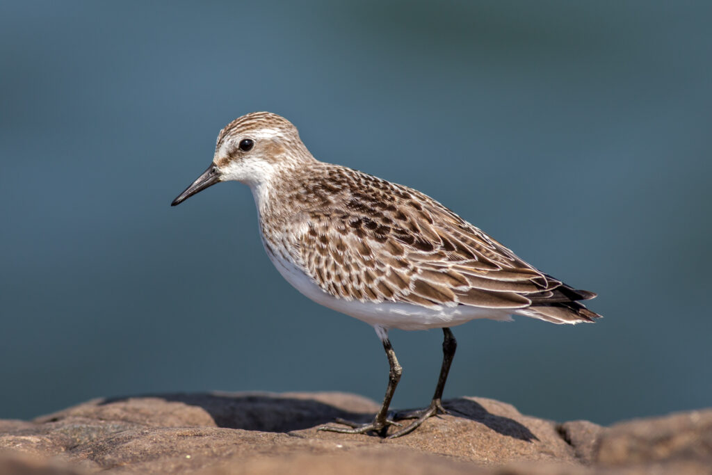Playero semipalmado (Calidris pusilla). Créditos: ©Bill Keim / INaturalist