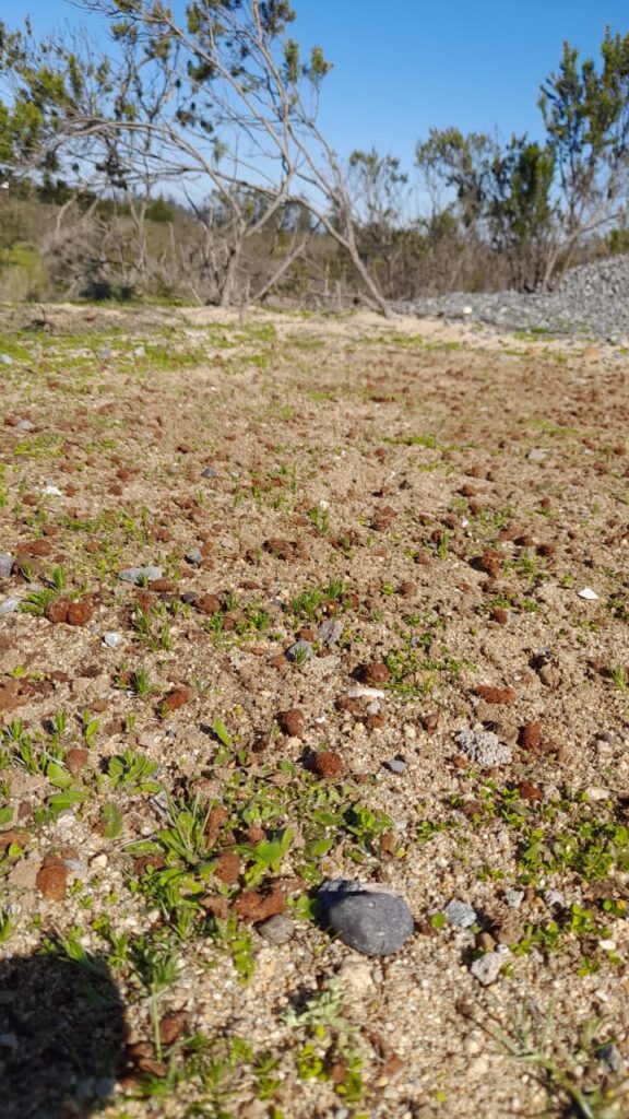 Pompones de oxalis perdicaria esparcidos comidos por cururos. Créditos: ©Liliana Iturriaga