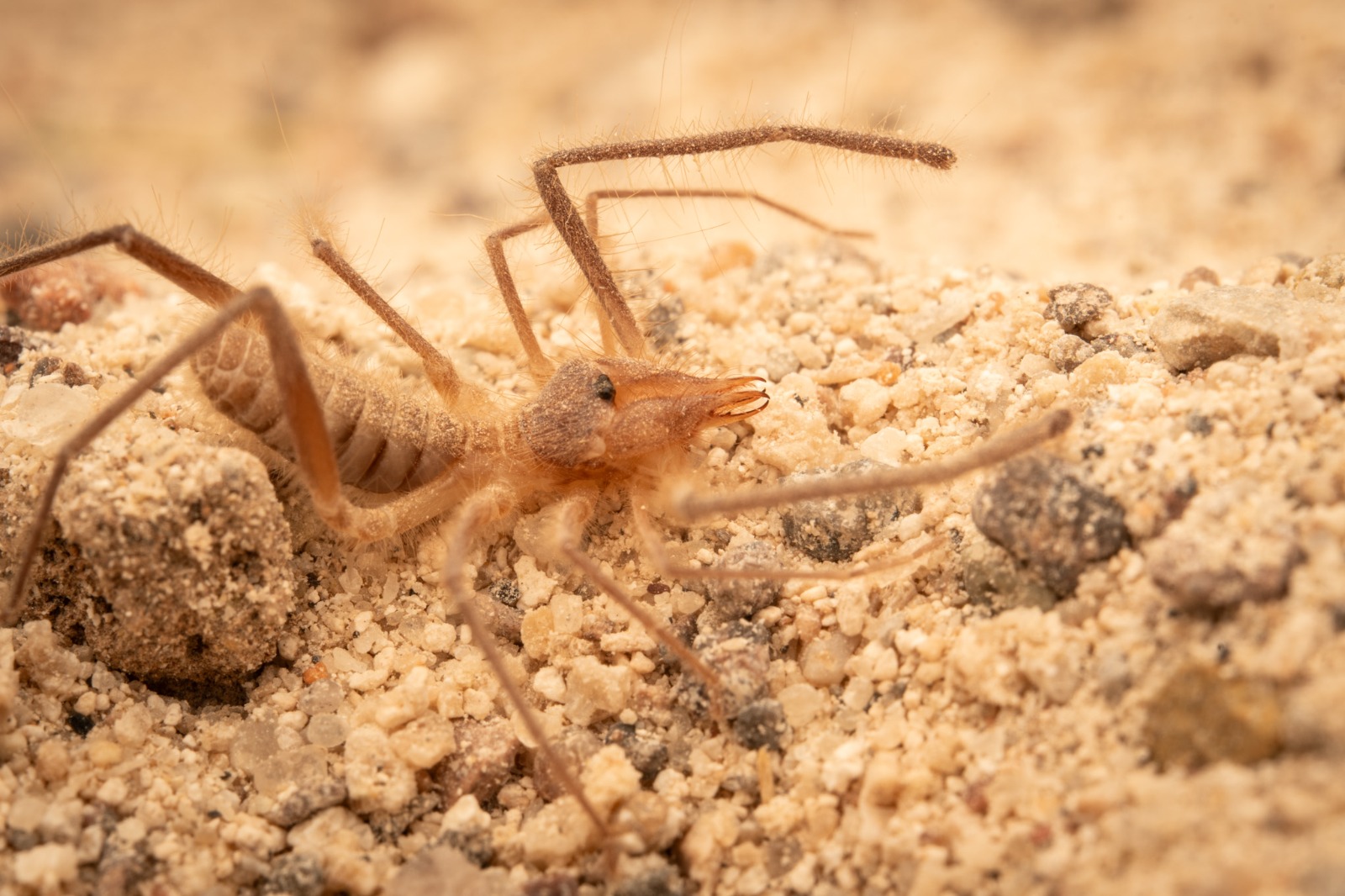 Una década de investigación: Descubren nueve especies de arácnidos para Chile