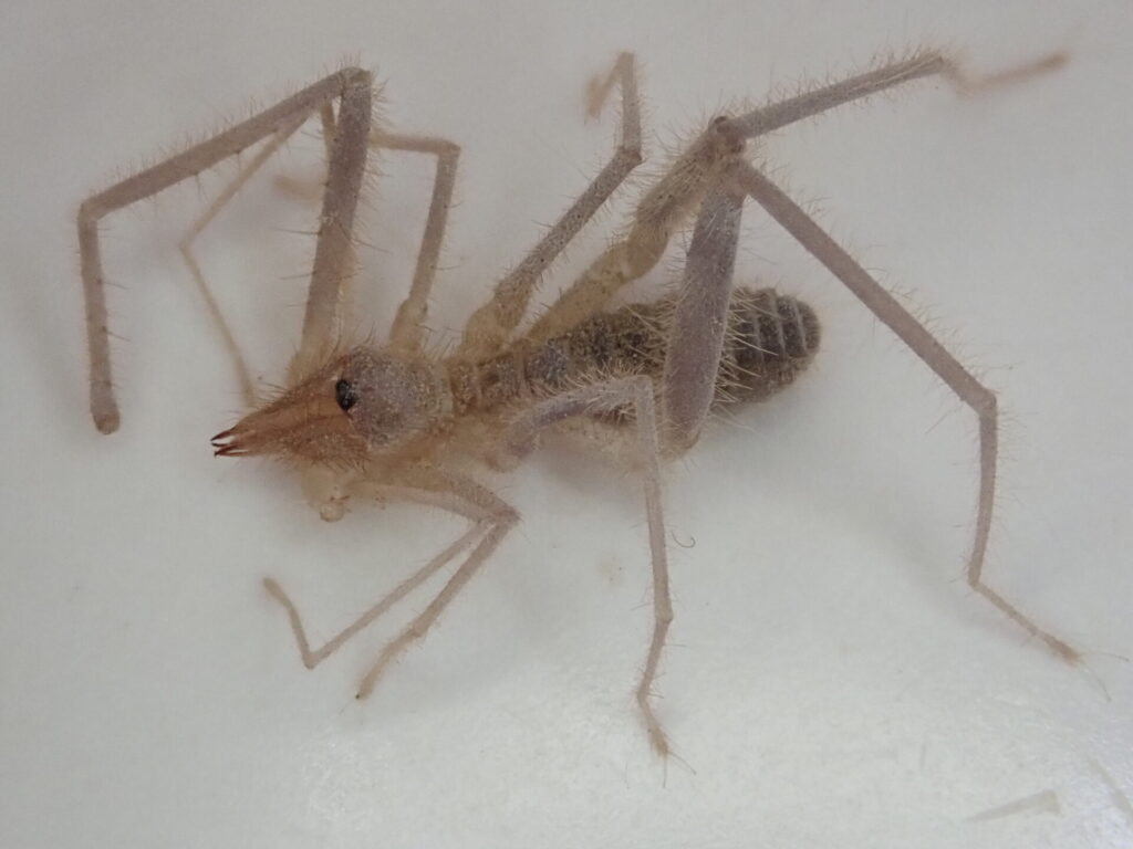 Pseudocleobis atacamensis. Créditos: IEB Chile
