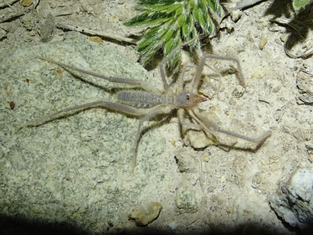 Pseudocleobis cekalovici. Créditos: IEB Chile