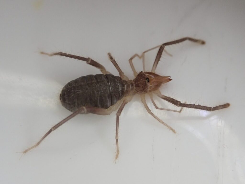 Pseudocleobis cekalovici. Créditos: IEB Chile