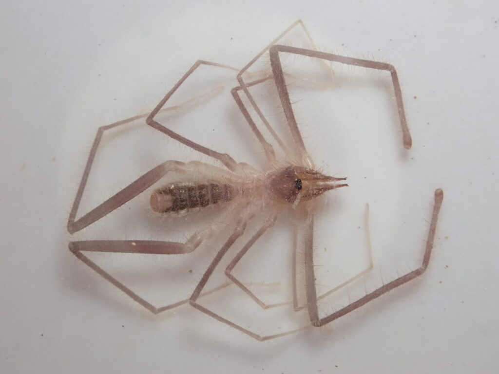 Pseudocleobis elongatus. Créditos: IEB Chile