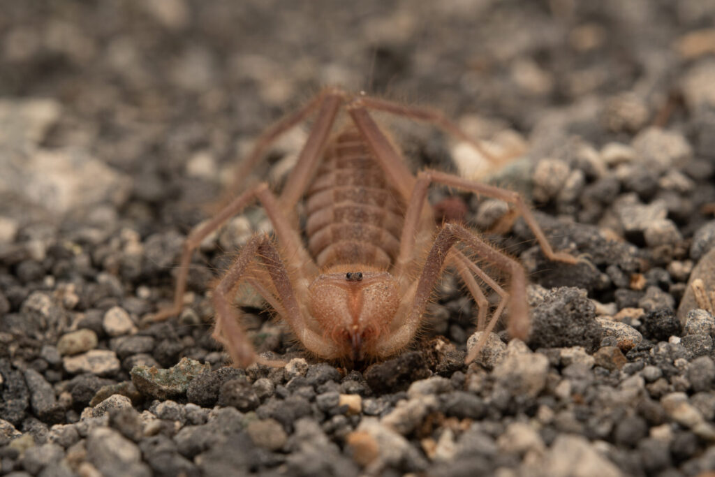 Pseudocleobis escuadra. Créditos: IEB Chile