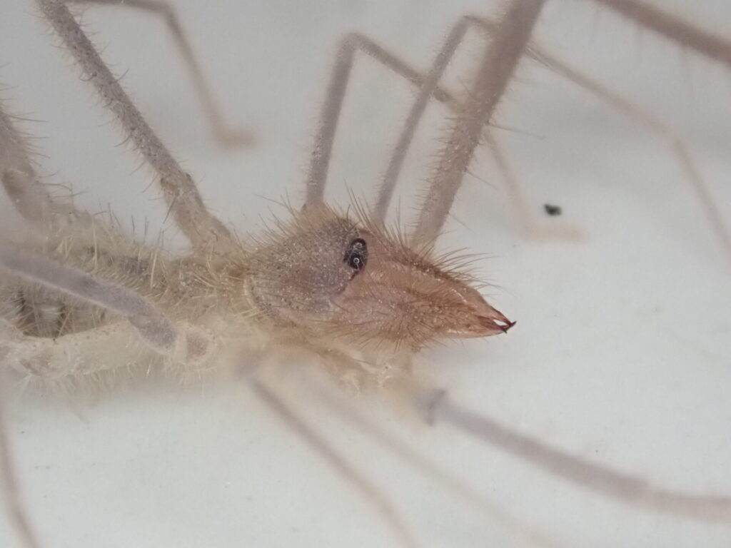 Pseudocleobis krausi. Créditos: IEB Chile