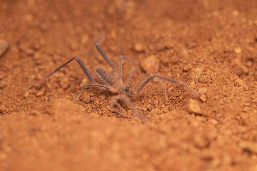 Pseudocleobis lalackama. Créditos: IEB Chile