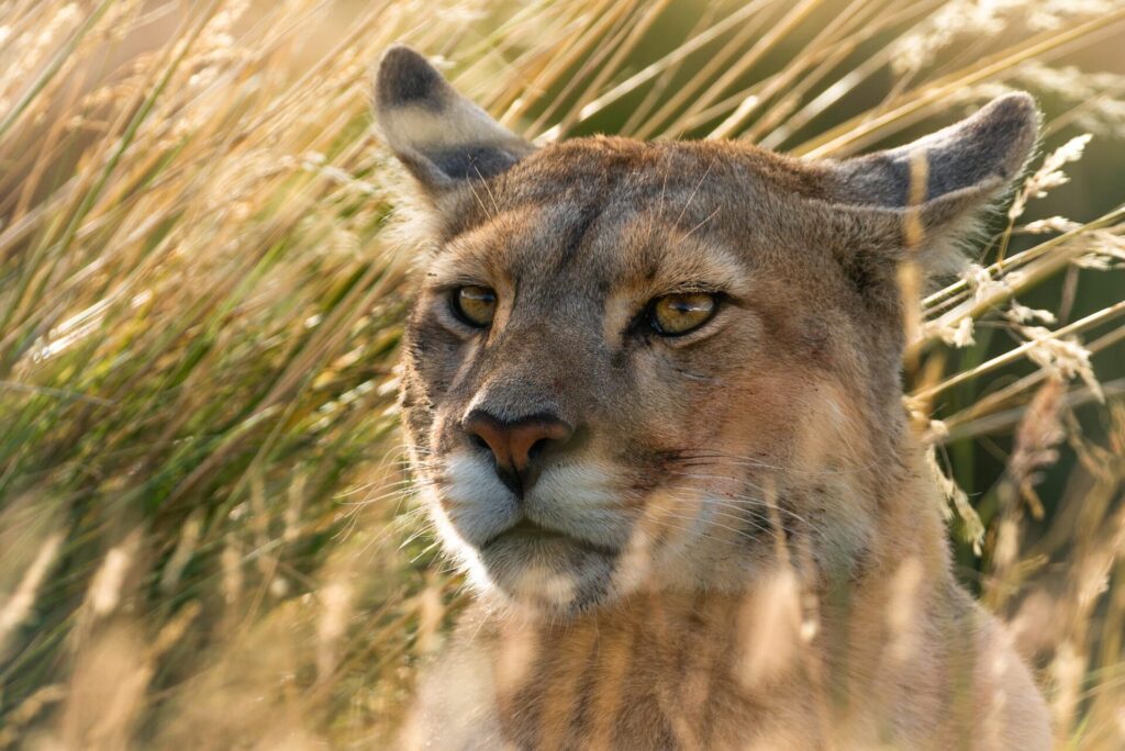 Puma rupestre. Créditos: ©Cristobal Santamaria