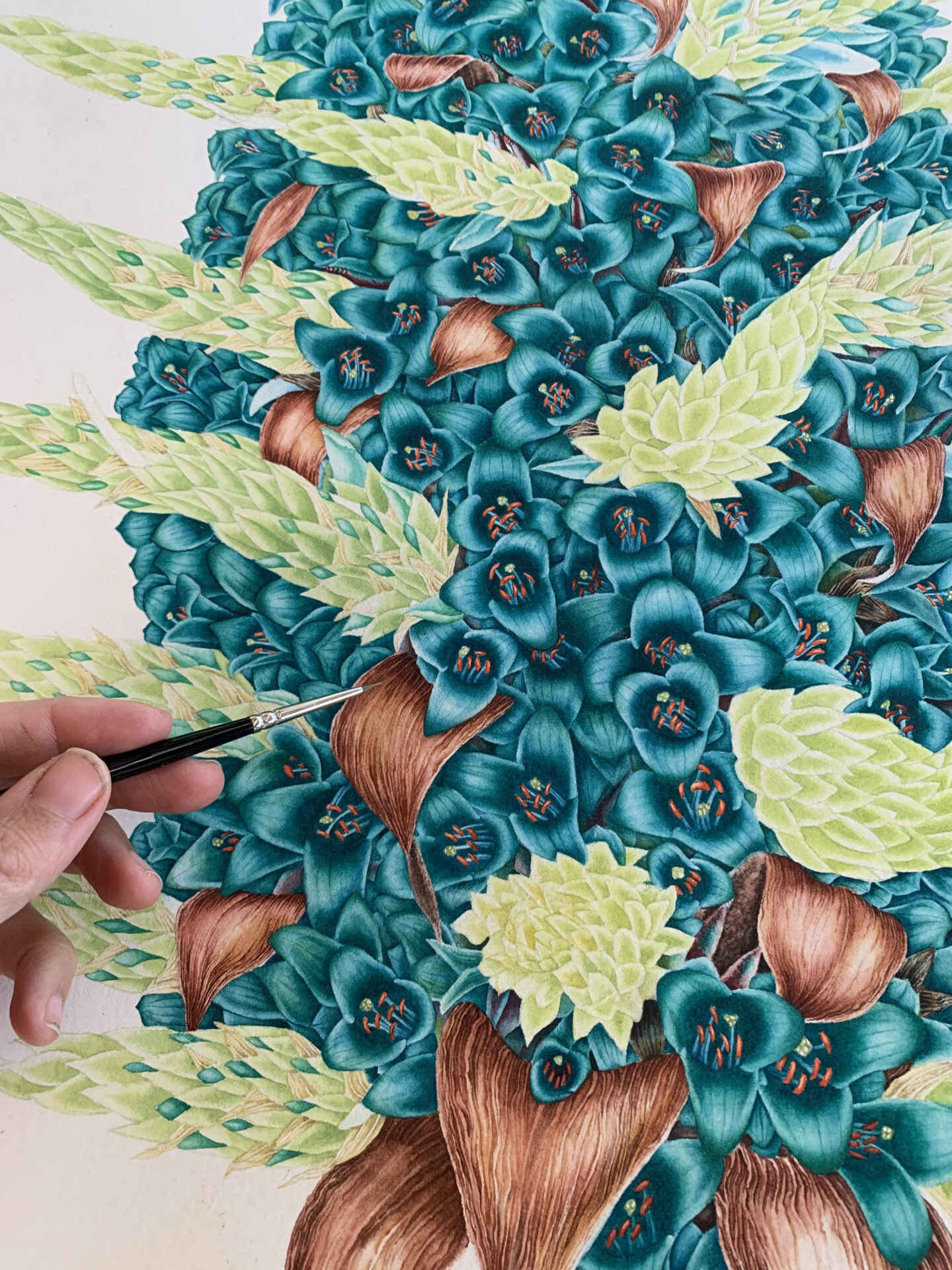 Flora endémica de Chile mediterráneo: 10 ilustradores chilenos se unen en reciente publicación de 51 plantas únicas del país