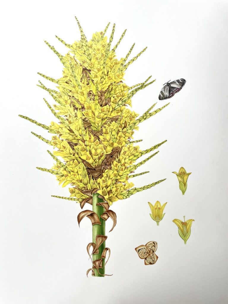 Puya chilensis. Constanza Obach