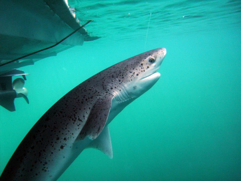 Tiburón gatopardo. Créditos: Alejo Irigoyen
