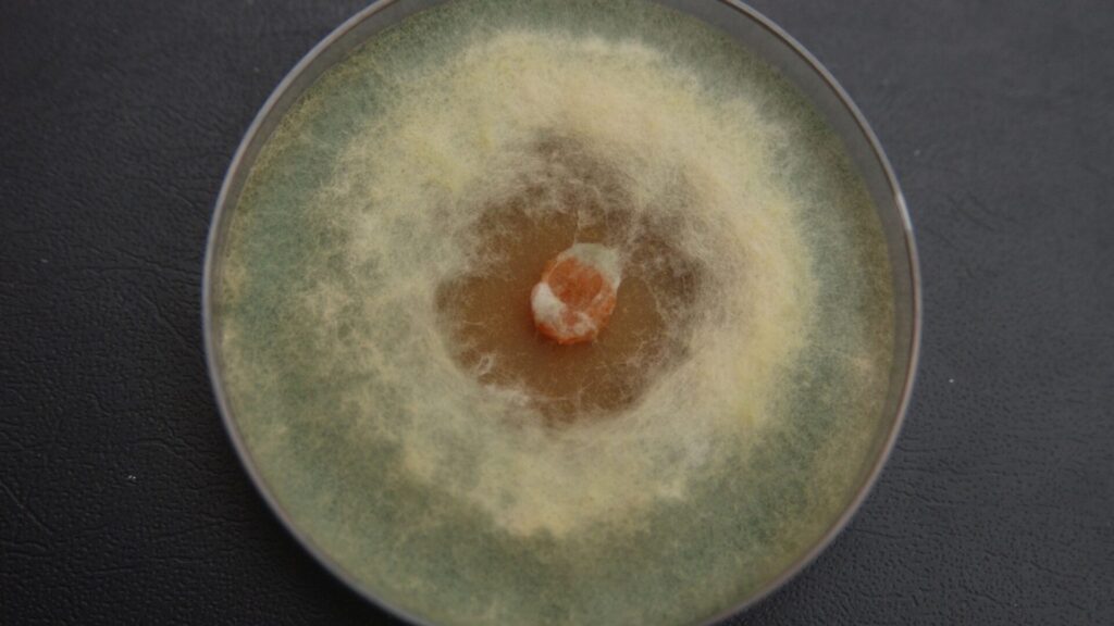 Hongo del género Trichoderma. Créditos: Rafael Zarate.