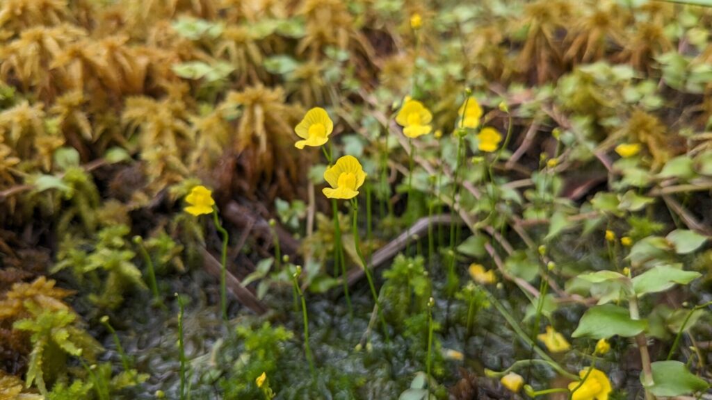 Utricularia gibba. Créditos: © Cheng Te Hsu