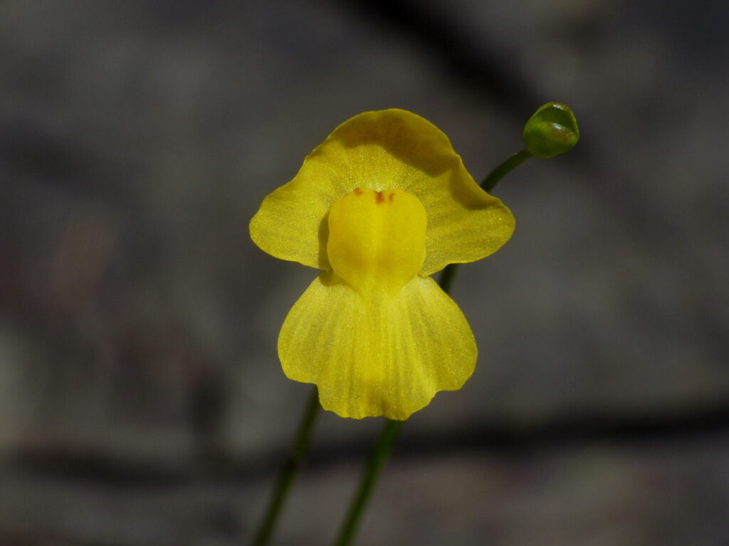 Utricularia gibba. Créditos: ©Harry Lurling