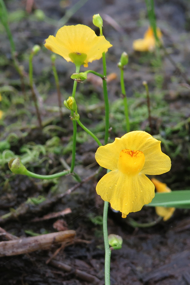 Utricularia gibba. Créditos: ©Martin Arregui