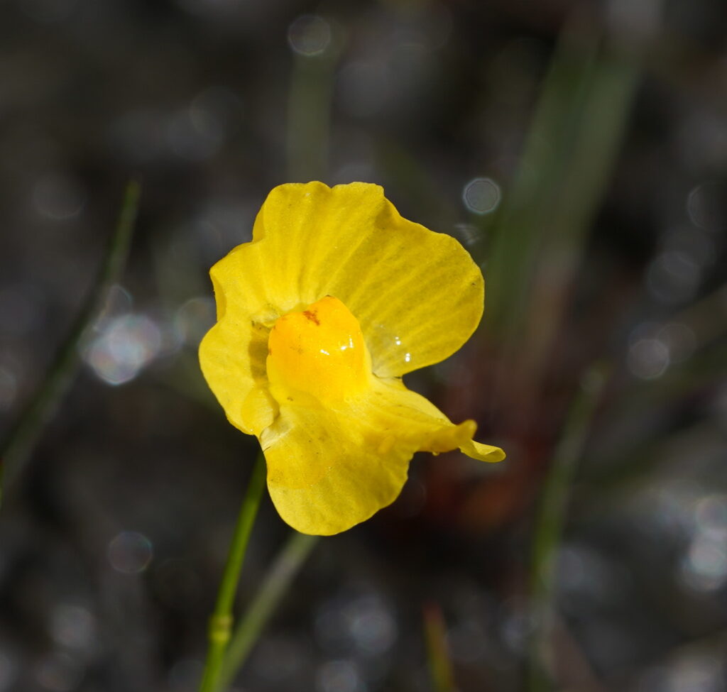 Utricularia gibba. Créditos: ©Reiner Richter