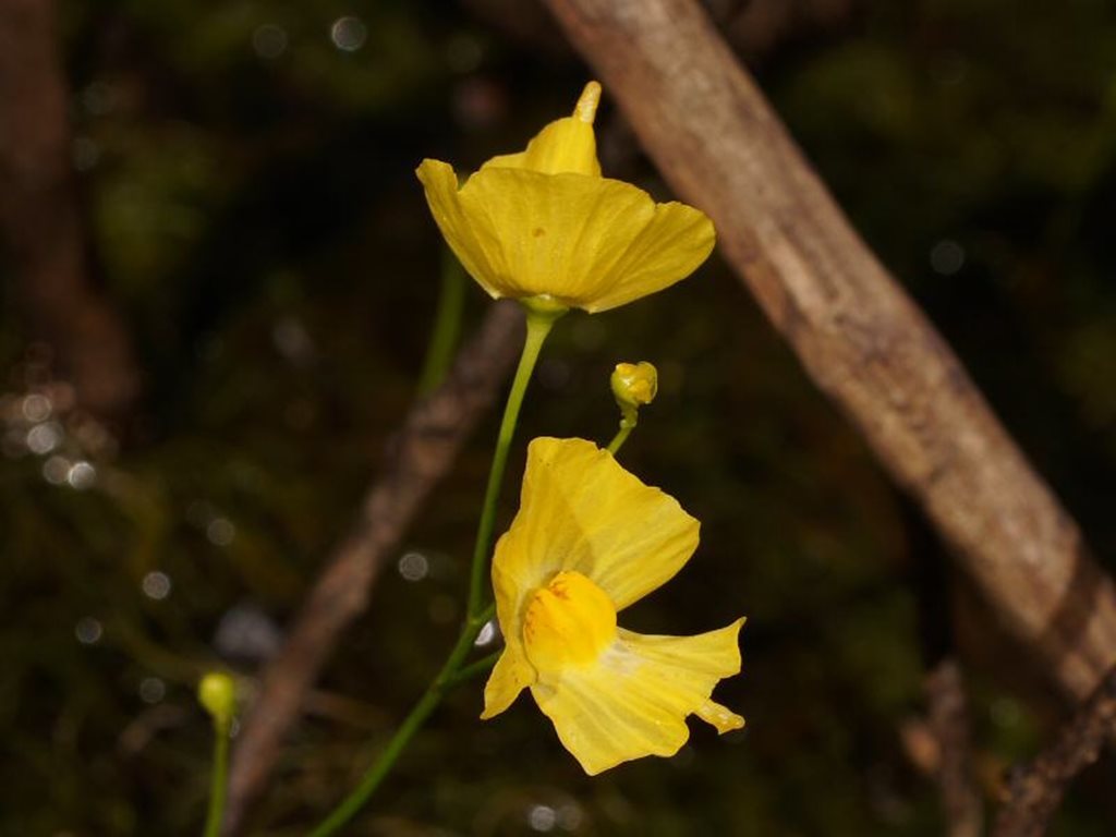 Utricularia gibba. Créditos: ©Reiner Richter