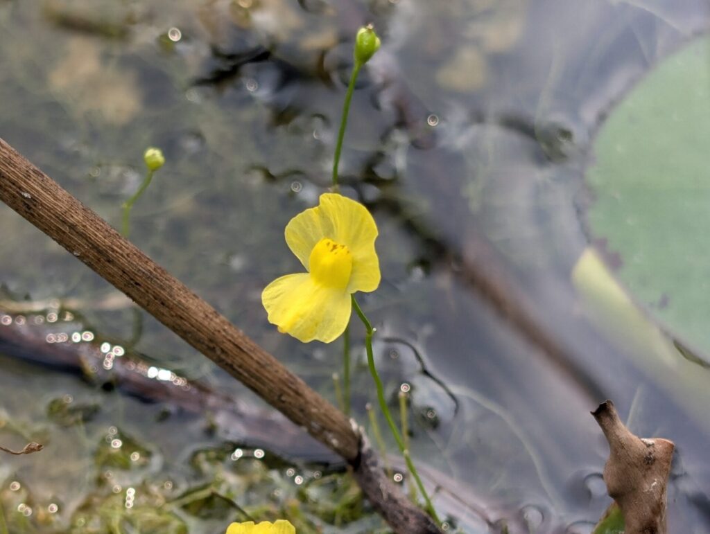 Utricularia gibba. Créditos: © S.J. La Rochelle - INaturalist