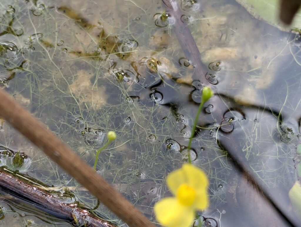 Utricularia gibba. Créditos: © S.J. La Rochelle - INaturalist