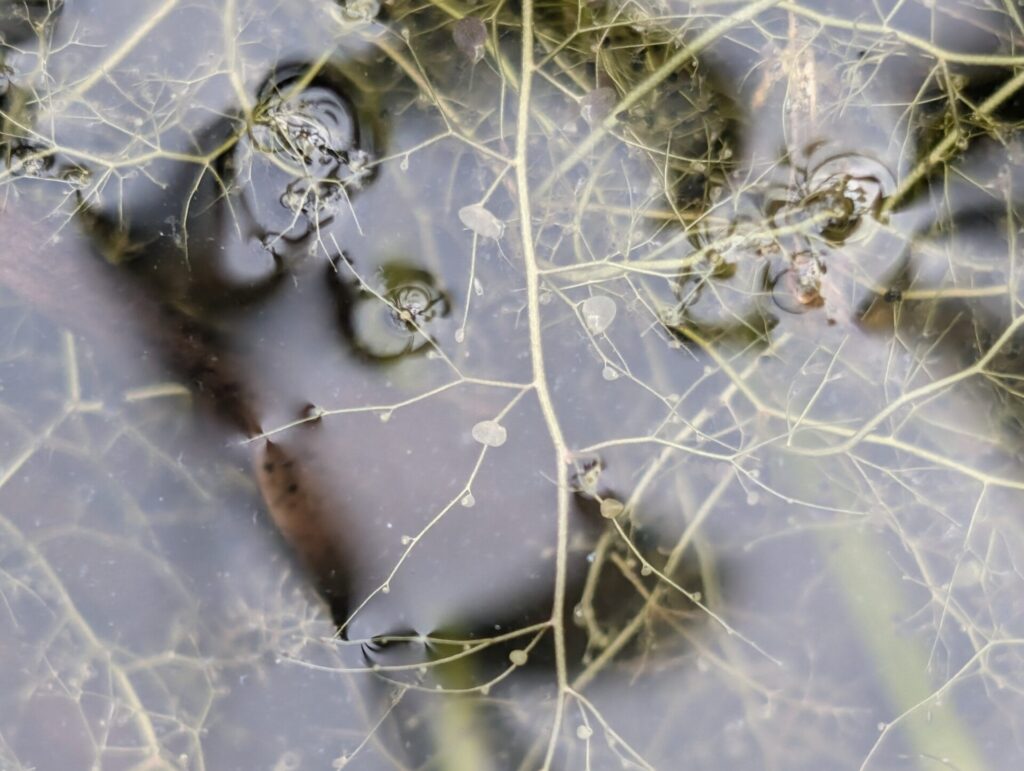 Utricularia gibba. Créditos: © S.J. La Rochelle - INaturalist