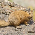Vizcacha de la Patagonia (Lagidium wolffsohni). Créditos: ©Vicente Valdés Guzmán @biodiversidad_chilena