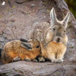 Vizcacha (Lagidium viscacia). Créditos: ©Vicente Valdés Guzmán @biodiversidad_chilena