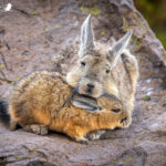 Vizcacha (Lagidium viscacia). Créditos: ©Vicente Valdés Guzmán @biodiversidad_chilena