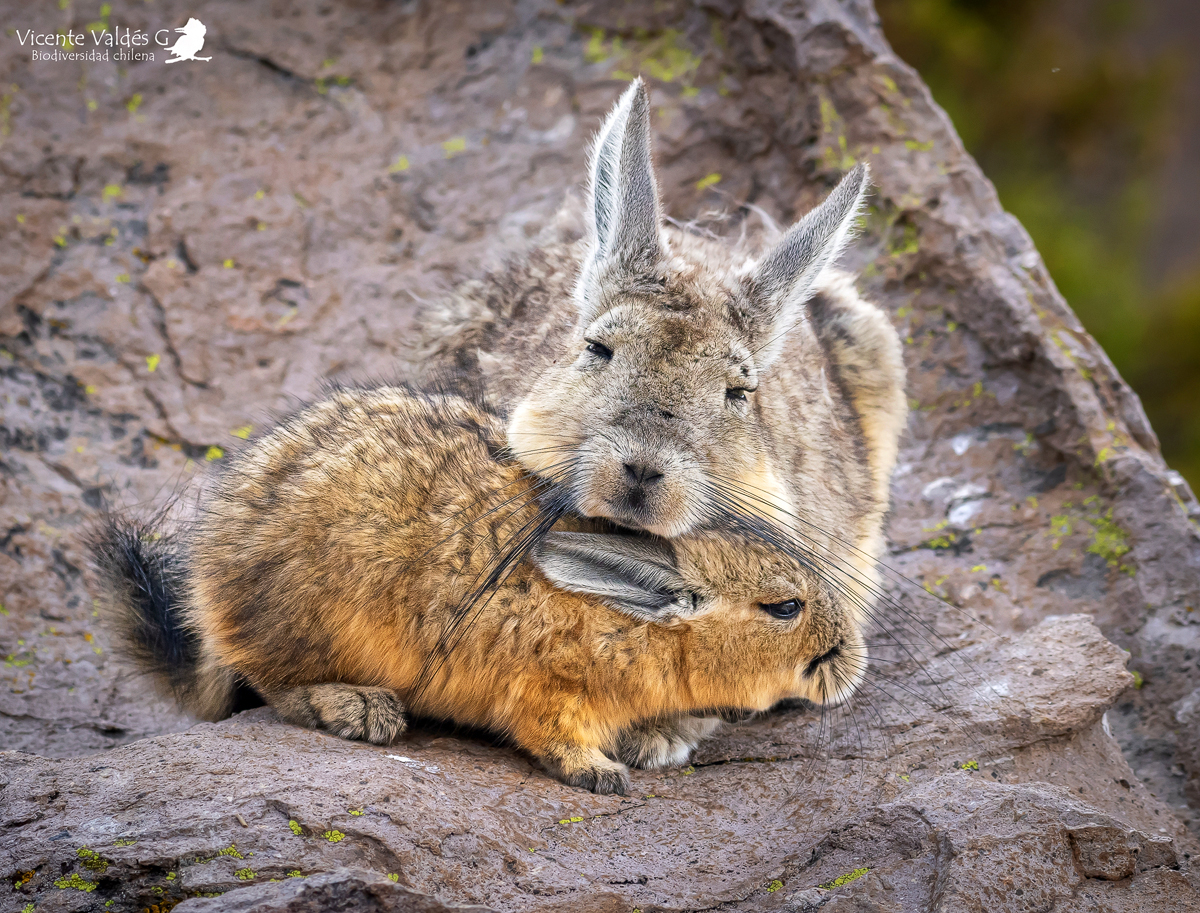De los Andes a la cancha: Conoce a la vizcacha, el roedor nativo que será la mascota oficial del Mundial Sub 20 de Chile