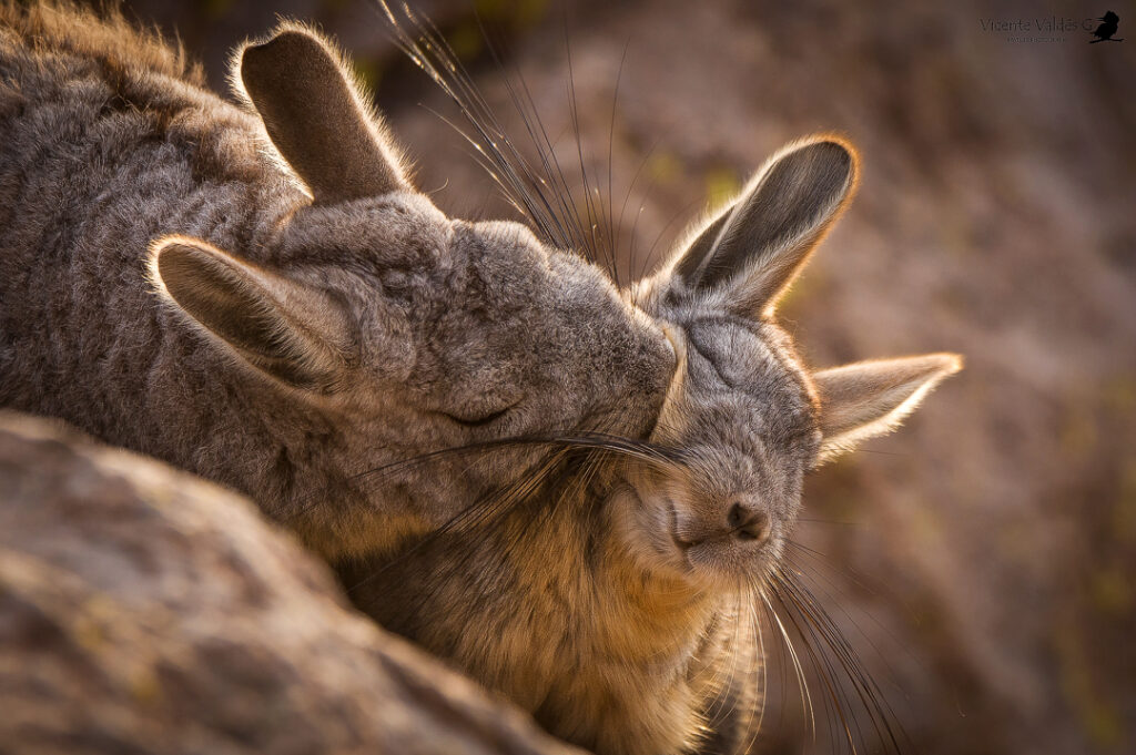 Vizcacha (Lagidium viscacia). Créditos: ©Vicente Valdés Guzmán @biodiversidad_chilena